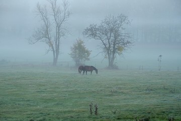 Horses in misty landscape at sunrise.