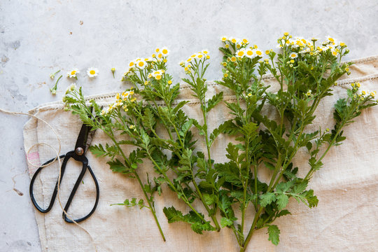 Feverfew