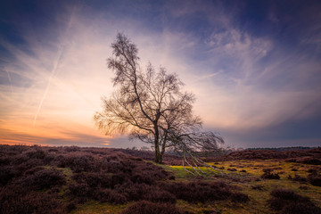 Sunset and a tree