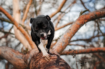staffordshire bull terrier beautiful portrait magic autumn photo shoot cute dog