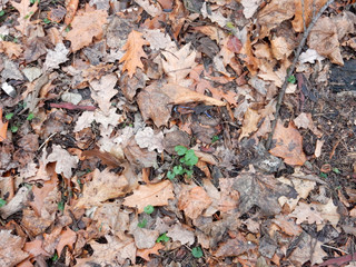 dried brown leaves of northern canadian oak on autumn grass