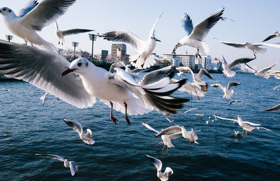 Hungry flock of seagulls flying over Sumida river in Tokyo