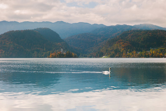 White swan on Lake Bled. Slovenia