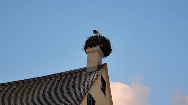 Stork in its nest on a chimney