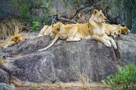 lions posing on a rock in kruger national park, mpumalanga, south africa 96