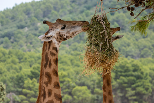 Giraffe eating in Aitana Safari Park in Alicante, Comunidad Valenciana, Spain.