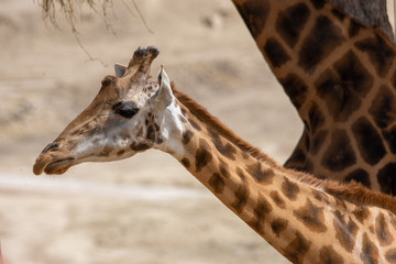 Giraffe in Aitana Safari park in Alicante, Comunidad Valenciana, Spain.