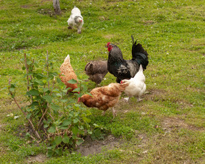 Grazing chickens on a background of summer greenery.