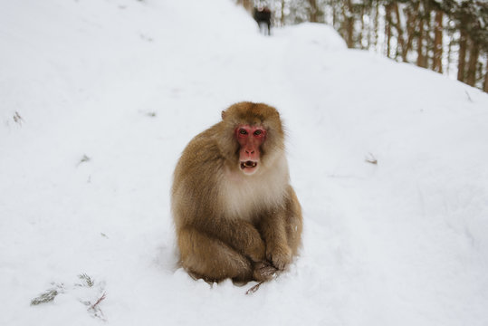 Snow Monkey