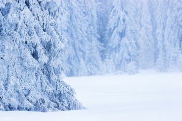 Winter Landscape. Snow trees, Blur background.