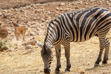 Obraz na płótnie Canvas Zebra eating in steppe with bird on backin Aitana Safari park in Alicante, Comunidad Valenciana, Spain.