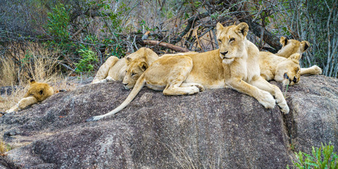 lions posing on a rock in kruger national park, mpumalanga, south africa 106