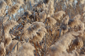 Reeds flowers at the sunset on the coastline of Viverone Lake, Piedmont.   Italy