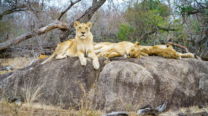 lions posing on a rock in kruger national park, mpumalanga, south africa 108