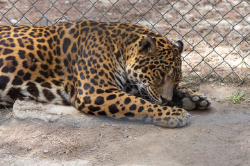 Jaguar (Panthera onca)in Aitana Safari park in Alicante, Comunidad Valenciana, Spain.