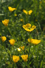 Fototapeta premium Fiori gialli