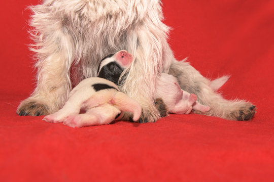 Purebred tiny Jack Russell Terrier baby dogs 3 days old. Newborn puppies are drinking at the bitch