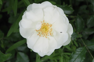 Fiore bianco