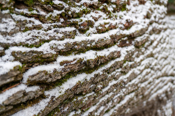 Frisch gefallener Schnee auf Bäumen