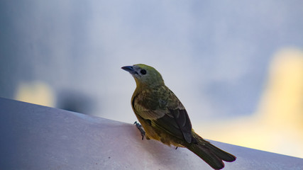 Passarinho verde com fundo branco desfocado