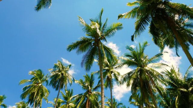 View of palm trees in a tropical forest with clear blue sky in the background