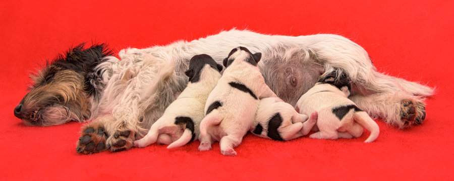 Purebred tiny Jack Russell Terrier baby dogs 3 days old. Newborn puppies are drinking at the bitch