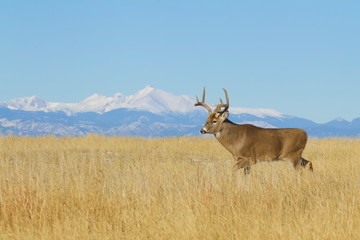 Whitetail Deer - an environmental portrait of a buck against a backdrop of the Rocky Mountains (not photoshopped)