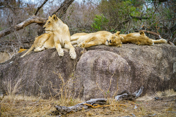 lions posing on a rock in kruger national park, mpumalanga, south africa 129