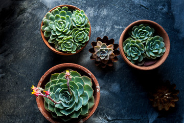 Patio and indoor succulents