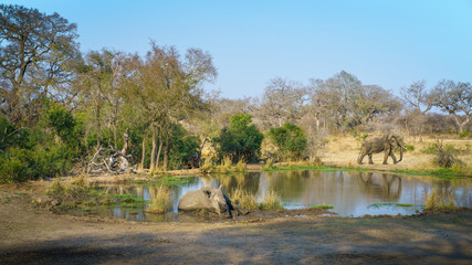 white rhino and elephant at a pond in kruger national park, mpumalanga, south africa 17