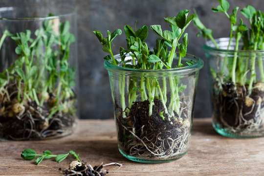 Growing pea shoots in glass jars