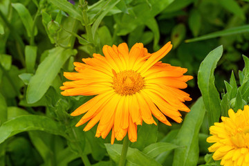 Marigold, bright orange flower