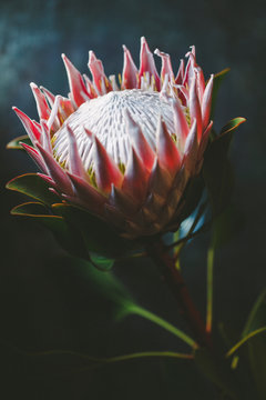 King Protea Flower (Protea cynaroides)