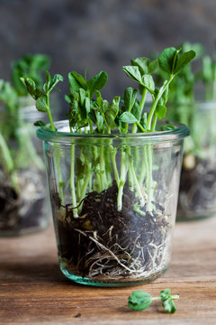 Glass jar with gowing pea sprouts