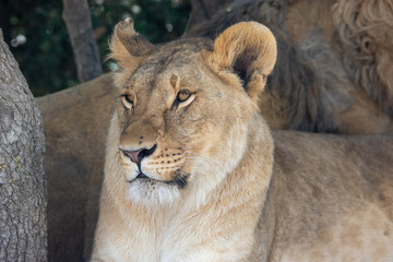 Fototapeta na wymiar Lions in Aitana Safari park in Alicante, Comunidad Valenciana, Spain.