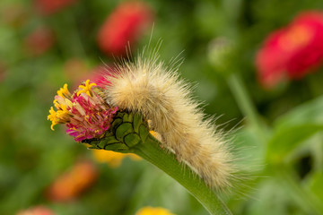 Spiky White Caterpillar