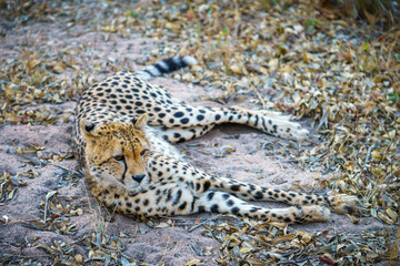 cheetah in kruger national park, mpumalanga, south africa
