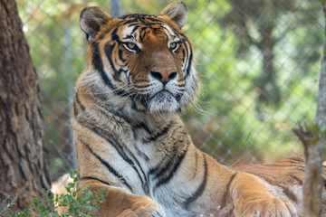 Fototapeta na wymiar Tiger in Aitana Safari park in Alicante, Comunidad Valenciana, Spain.