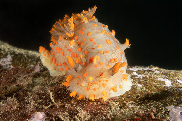 nudibranch triopha pacifica on the stone 