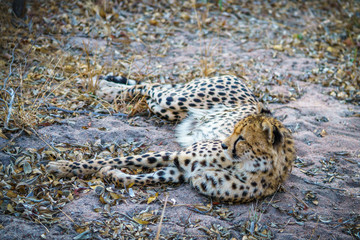 cheetah in kruger national park, mpumalanga, south africa