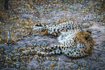 cheetah in kruger national park, mpumalanga, south africa