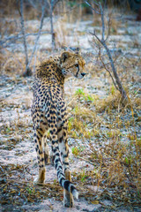 cheetah in kruger national park, mpumalanga, south africa