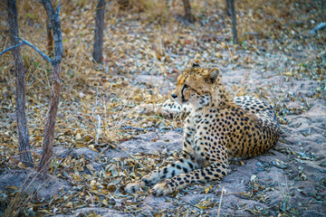 cheetah in kruger national park, mpumalanga, south africa