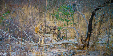 cheetah in kruger national park, mpumalanga, south africa