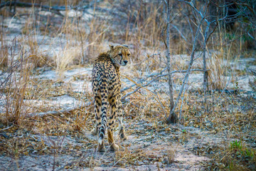 cheetah in kruger national park, mpumalanga, south africa