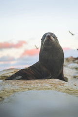 seal on rock