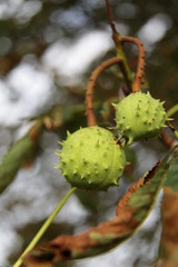 detail shot of a chestnut