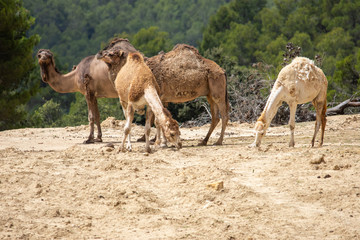 Camels in Aitana Safari park in Alicante, Comunidad Valenciana, Spain.