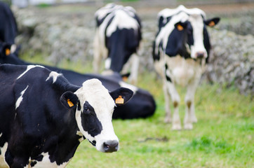 Obraz na płótnie Canvas Domestic cows in organic field with green grass