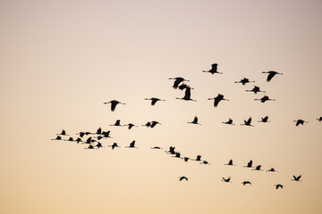 cranes flying over sky at sunrise